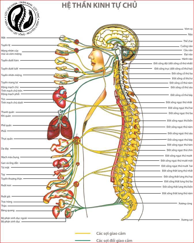 cột sống và hệ thần kinh