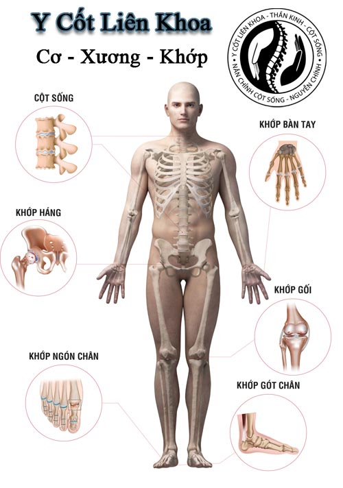 Khái niệm Phương pháp Y Cốt Liên Khoa, phương pháp nắn chỉnh xương chậu, phương pháp nắn chỉnh cột sống