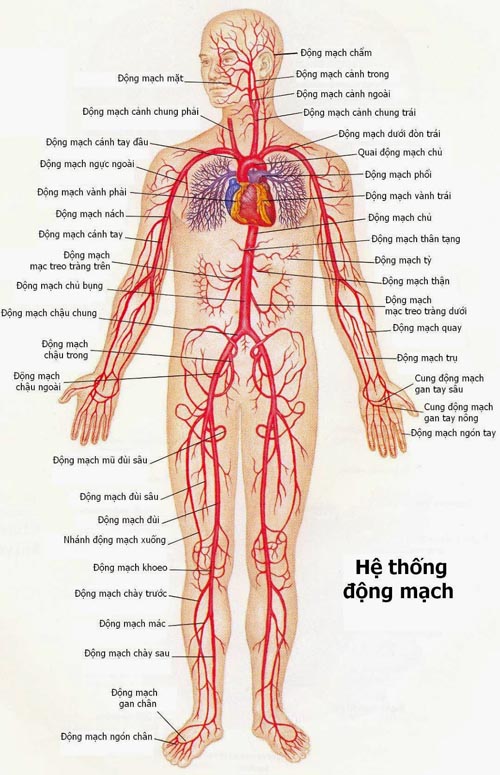 hệ thống động mạch cơ thể người